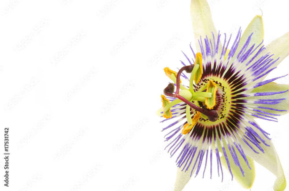 Photography Passion flower closeup