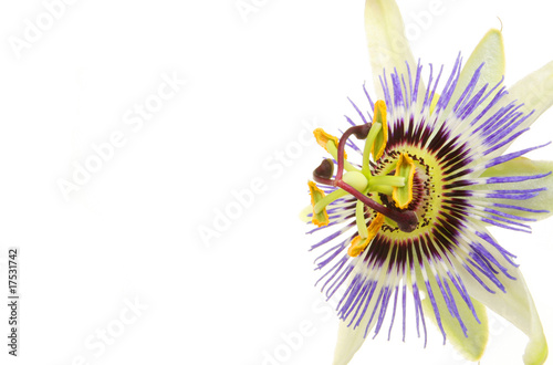 Passion flower closeup