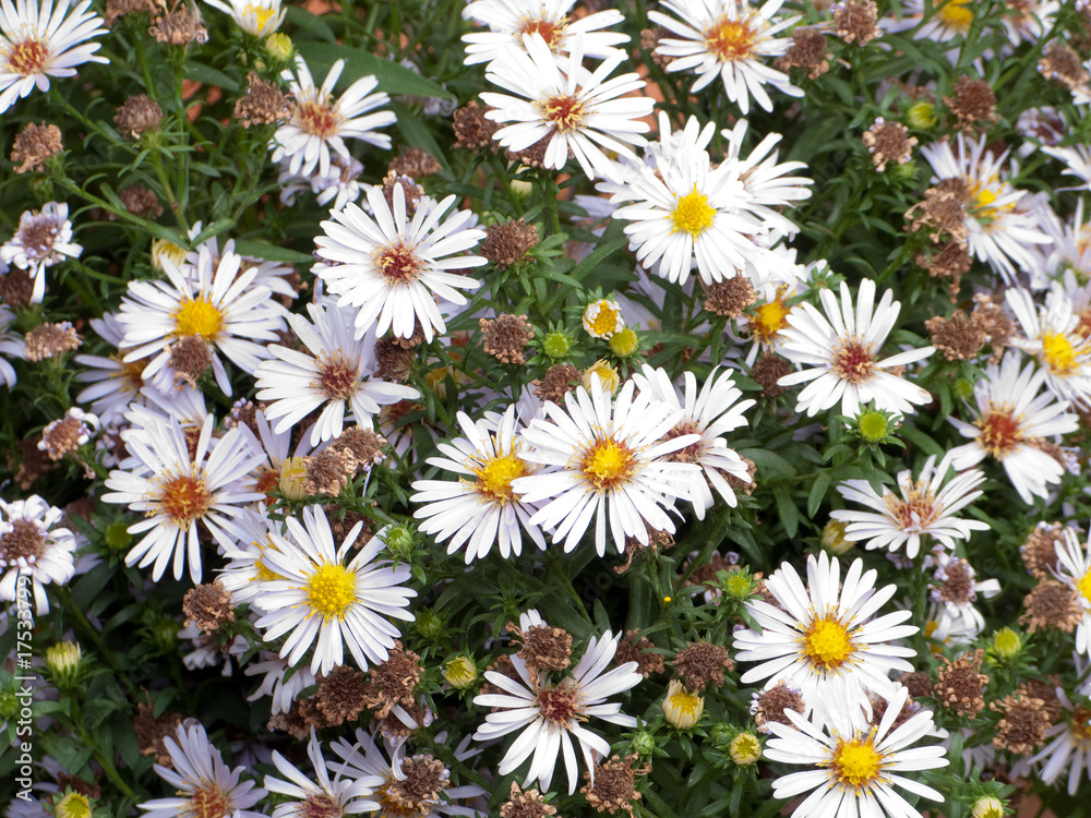 Obraz premium Flower background