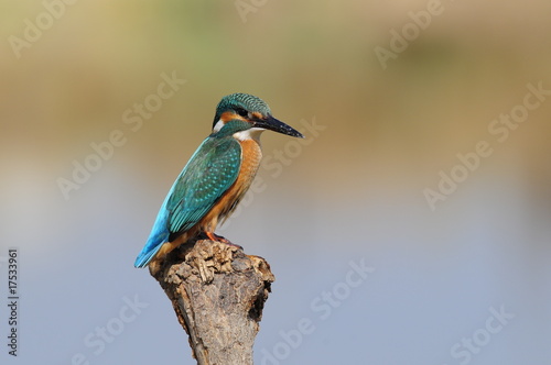 The Common Kingfisher (Alcedo atthis) at Maagan Michael Lake © PROMA