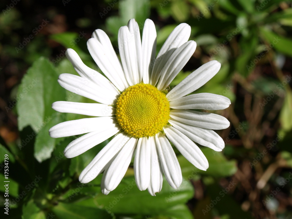 Fototapeta premium Montauk Daisy-4