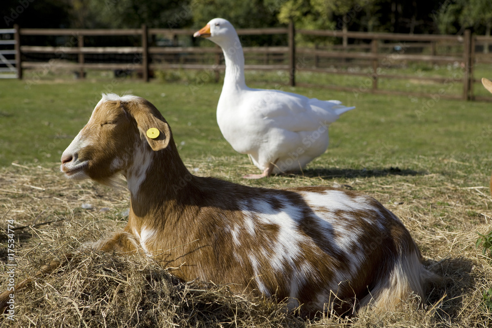 Obraz premium Goat and goose - a warm and sunny day