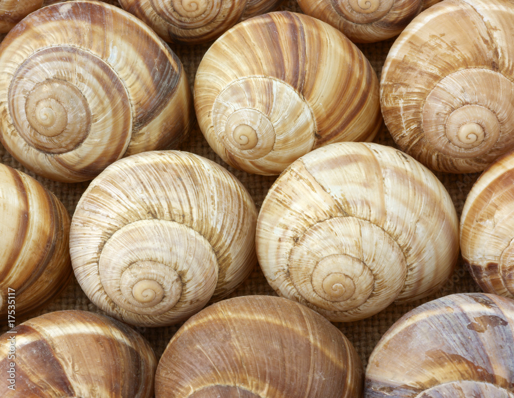 Escargot shells in rows Escargot shells in rows