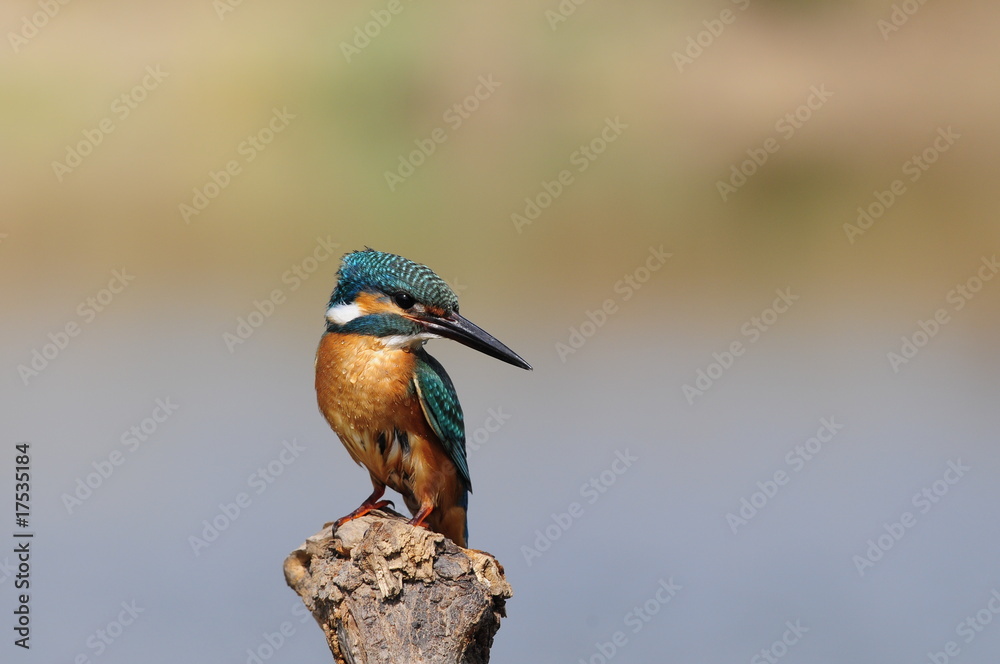 custom made wallpaper toronto digitalThe Common Kingfisher (Alcedo atthis) at Maagan Michael Lake