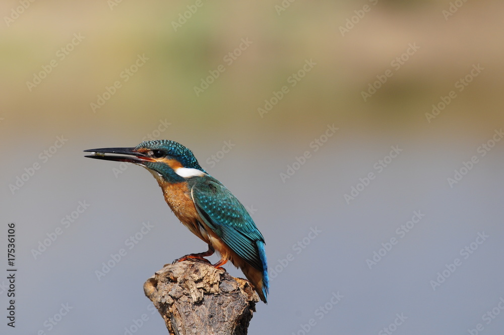 The Common Kingfisher (Alcedo atthis) catch shrimps The Common Kingfisher (Alcedo atthis) catch shrimps