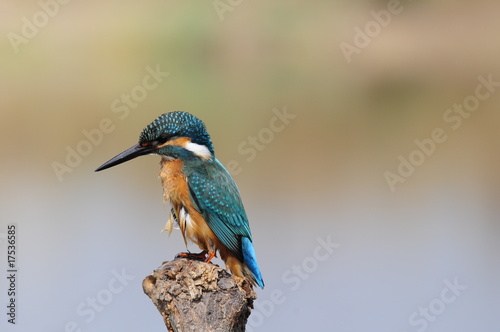 The Common Kingfisher (Alcedo atthis) at Maagan Michael Lake