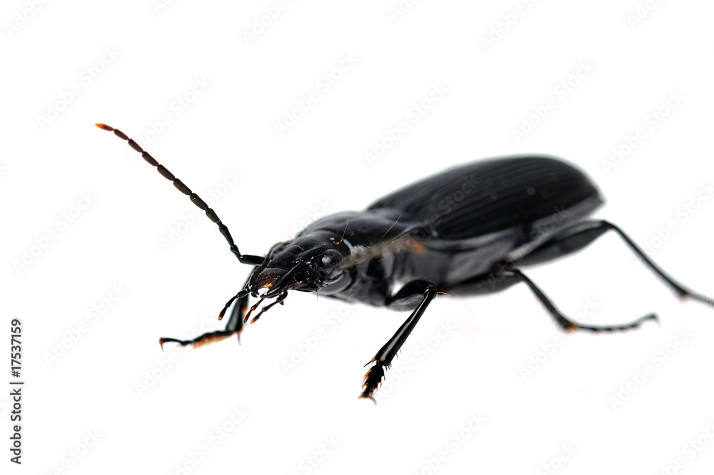 black beetle very close up black beetle very close up
