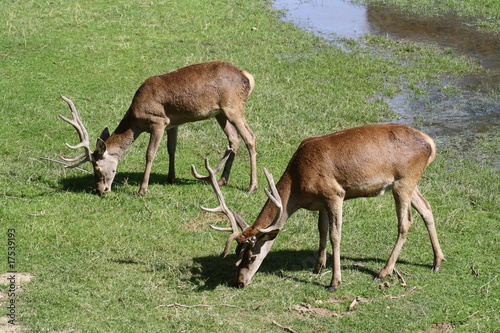 Ciervos en el parque de la taconera (Pamplona, Navarra).