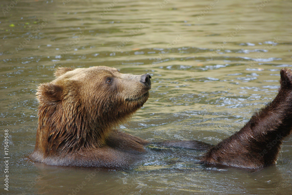 Obraz premium Schwimmender Bär