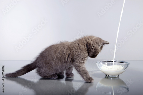 Perser Welpe mit Milch