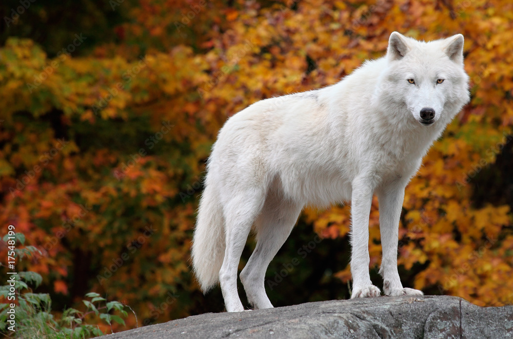 Obraz premium Wilk polarny patrząc w kamerę w dzień jesieni