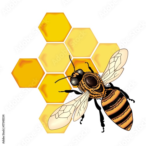 Bee vector