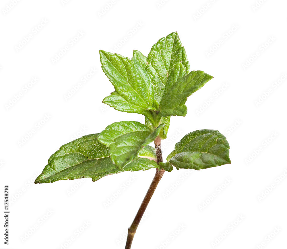 Fototapeta premium Tree shoot isolated on white background