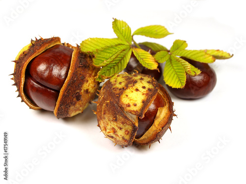 Chestnut on white background