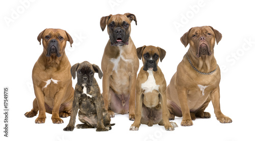 Portrait of boxer dogs sitting in front of white background