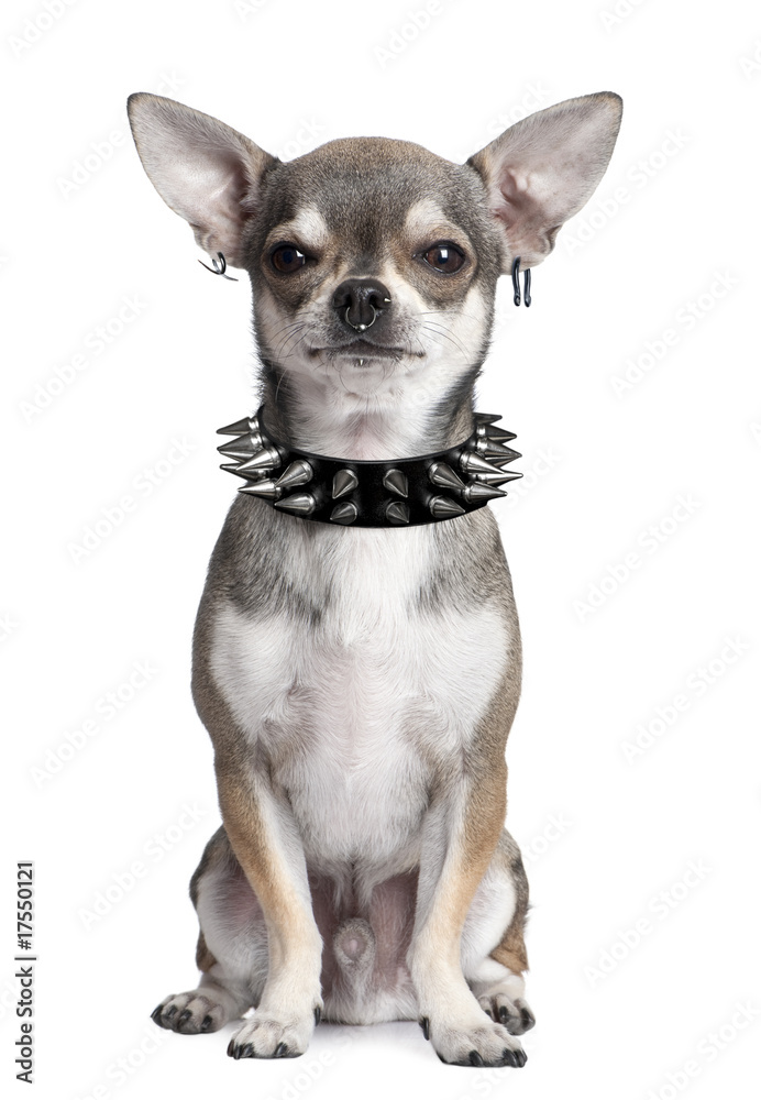 Chihuahua with face piercings against white background