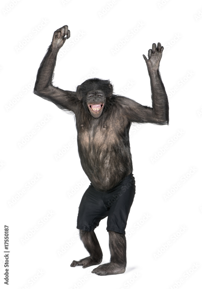 Obraz premium Chimpanzee in shorts with arms raised against white background