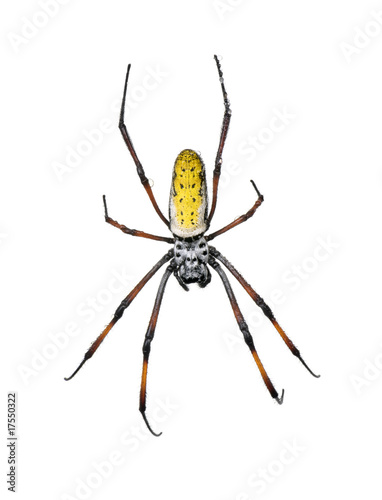 Golden Orb-web spider, against white background