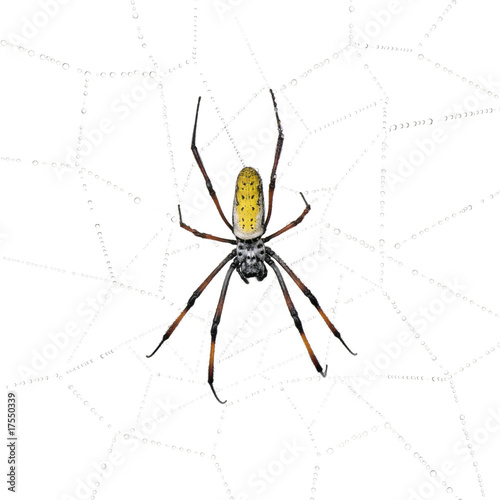 Golden Orb-web spider in spider web, against white background
