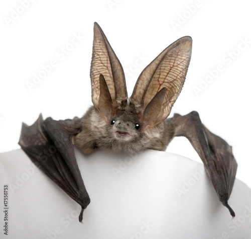 Foto Grey long-eared bat, in front of white background, studio shot