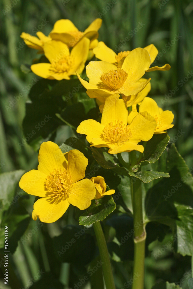 Blüten der Sumpfdotterblume (Caltha palustris, Kingcup) Blüten der Sumpfdotterblume (Caltha palustris, Kingcup)
