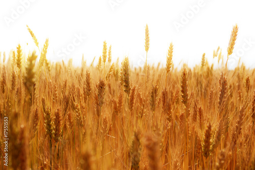 Grain Field on bright background