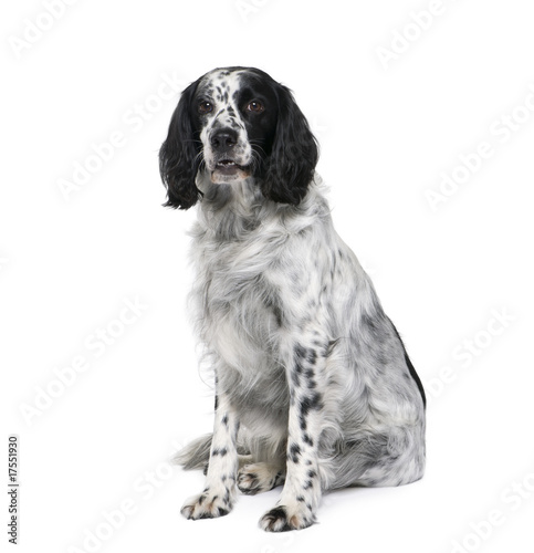 Canvas Print Black and white bastard dog sitting against white background
