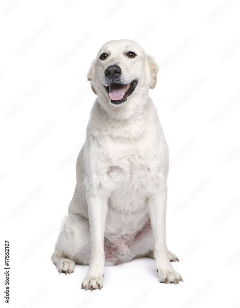 Mixed breed dog between Golden Retriever and Husky
