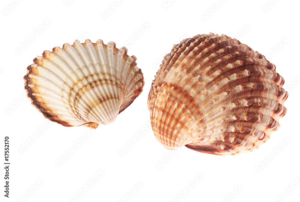 Muscheln Muscheln