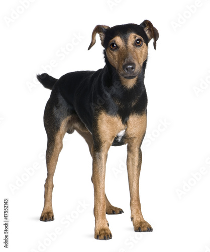 Fotografija Manchester Terrier, standing in front of white background