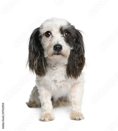 Harvanese Bichon in front of white background, studio shot