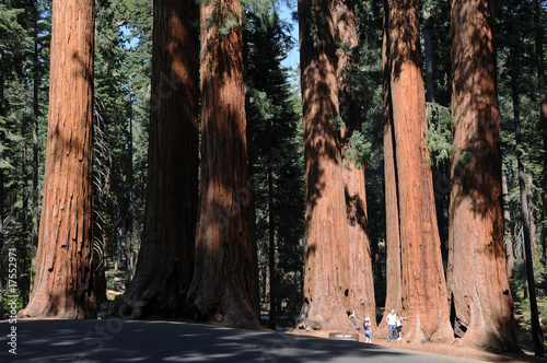 Sequoia Nationalpark, California, USA, Parker Group photo