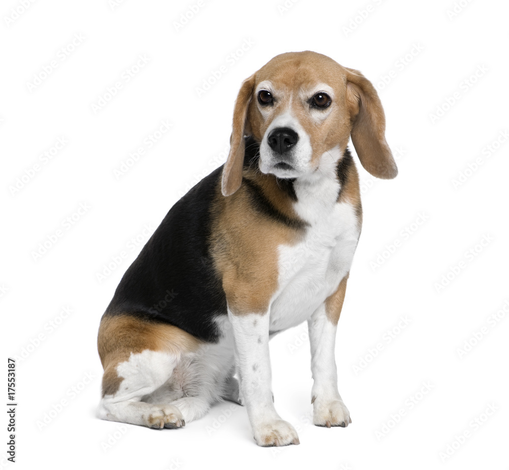 Beagle, 7 years old, sitting in front of white background