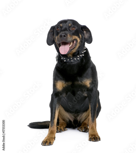 Rottweiler, 6 years old, sitting in front of white background