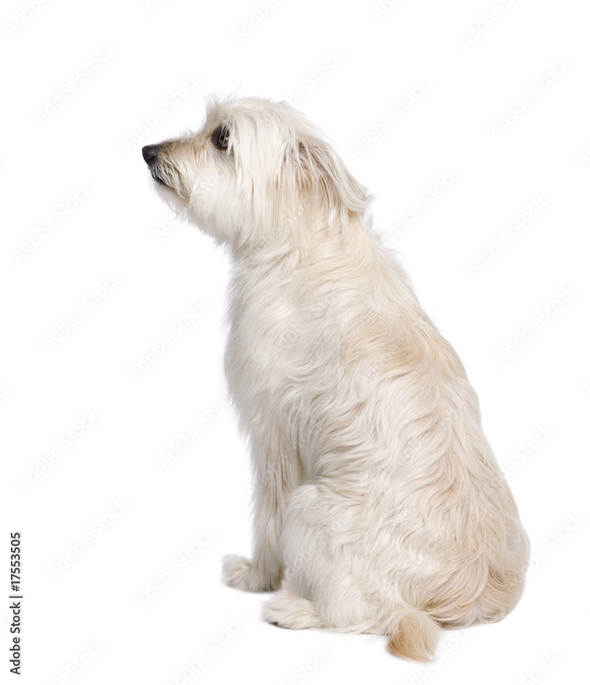 Pyrenean Shepherd sitting in front of white background Pyrenean Shepherd sitting in front of white background