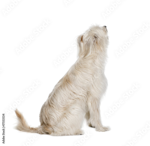 Fototapeta Naklejka Na Ścianę i Meble -  Pyrenean Shepherd sitting in front of white background
