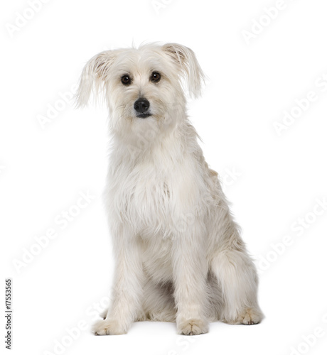 Pyrenean Shepherd sitting in front of white background