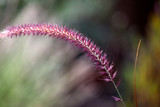 close-up of single crimson grass flower, spikelet isolated against blurred garden background