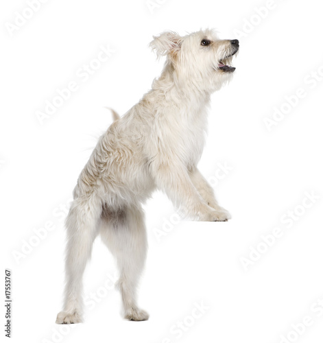 Pyrenean Shepherd standing in front of white background © Eric Isselée