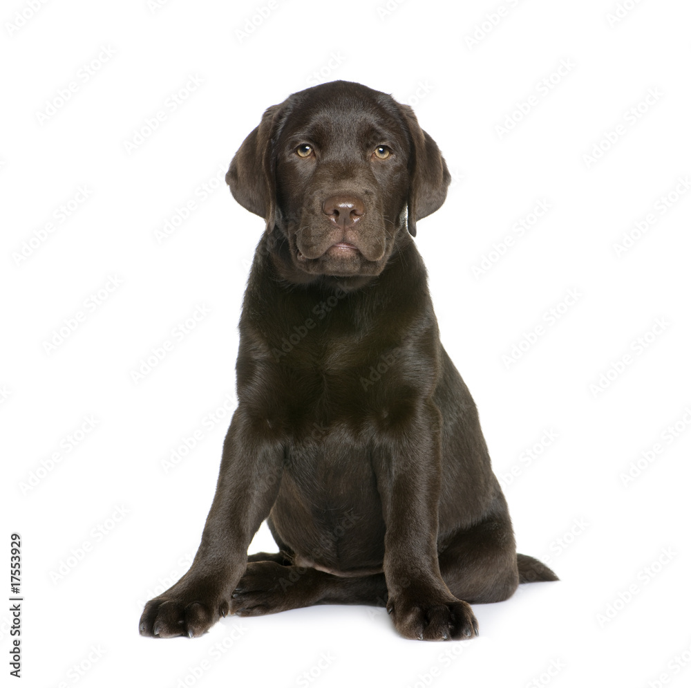 Labrador puppy sitting in front of white background Labrador puppy sitting in front of white background