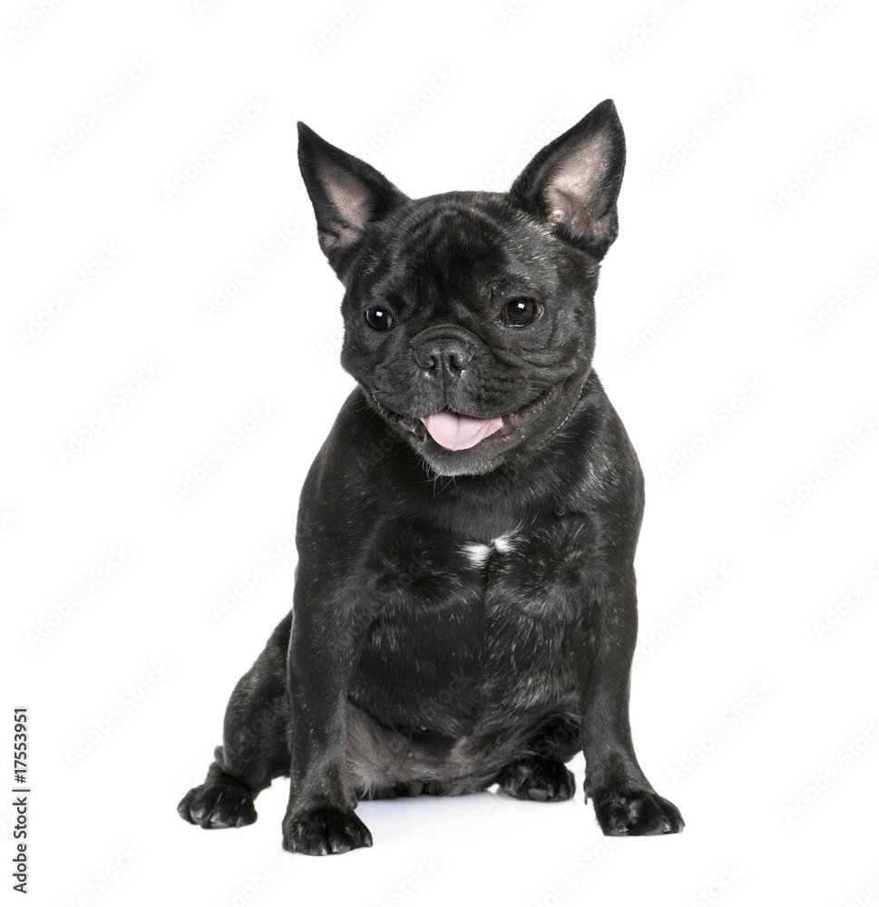 French Bulldog sitting in front of white background