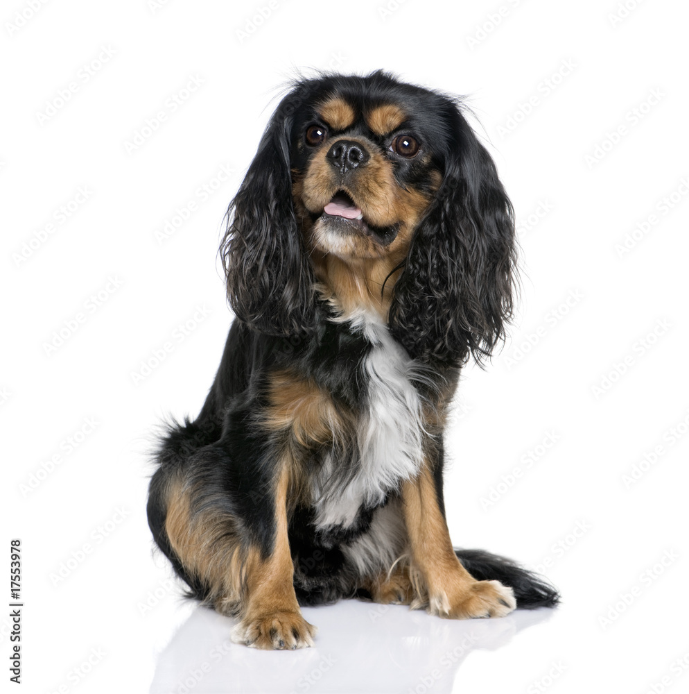 Cavalier King Charles Spaniel agaist white background