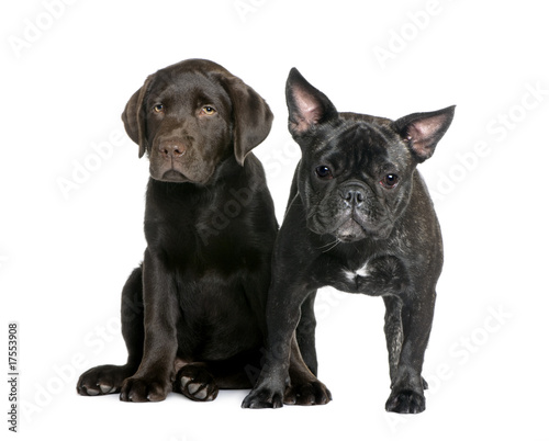 French Bulldog and Labrador puppy against white background