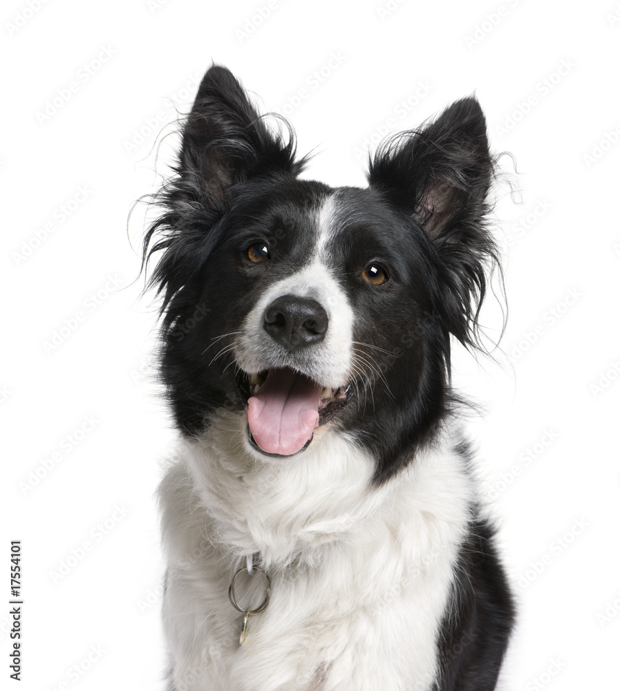 Border Collie in front of white background, studio shot