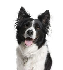 Border Collie in front of white background, studio shot