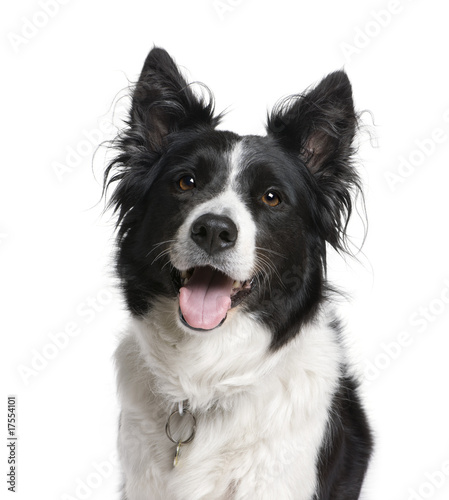 Fototapeta Naklejka Na Ścianę i Meble -  Border Collie in front of white background, studio shot