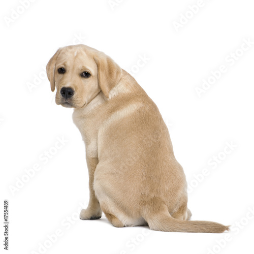 back view of a Cream Labrador puppy against white background