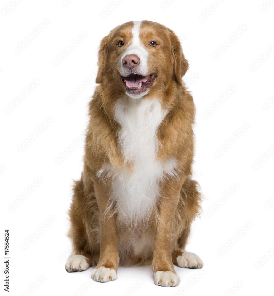 Bastard dog, 6 years old, sitting in front of white background