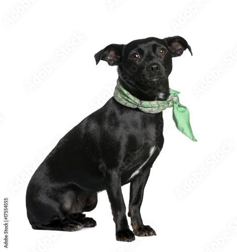 Mixed breed dog sitting in front of white background © Eric Isselée