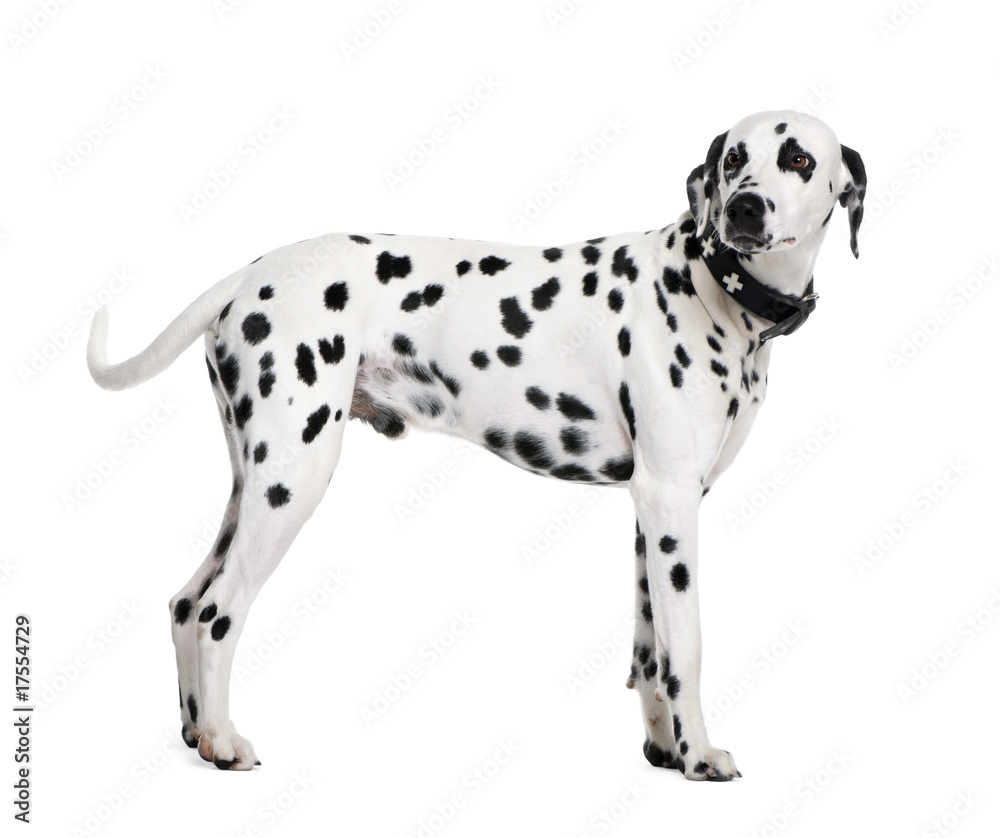 Dalmatian, 2 years old, standing in front of white background Dalmatian, 2 years old, standing in front of white background